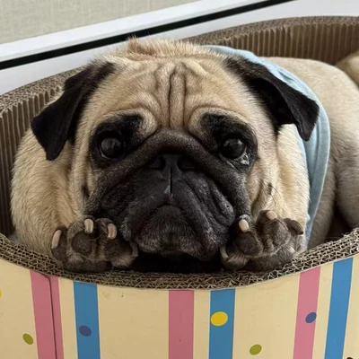 可乐的照片
